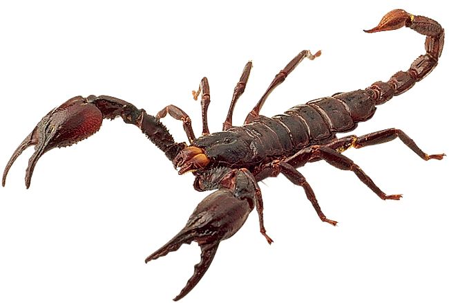 Scorpion PNG    图片编号:12119