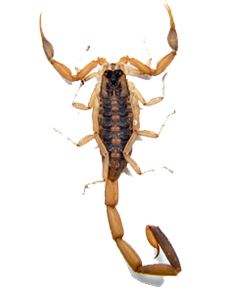 Scorpion PNG    图片编号:12121