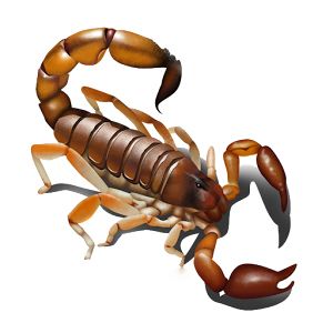 Scorpion PNG    图片编号:12123