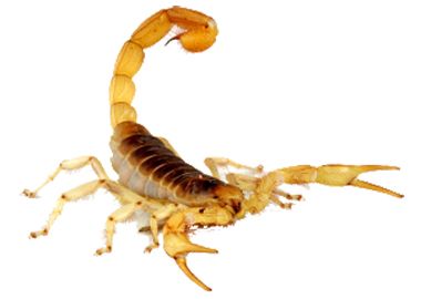 Scorpion PNG    图片编号:12127