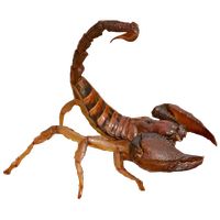 Scorpion PNG    图片编号:12130