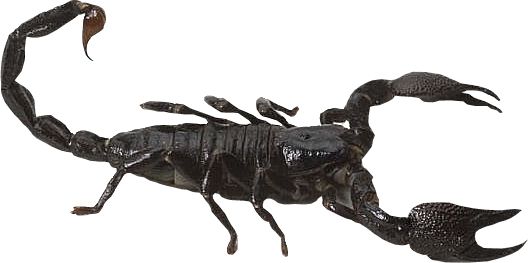 Scorpion PNG    图片编号:12134