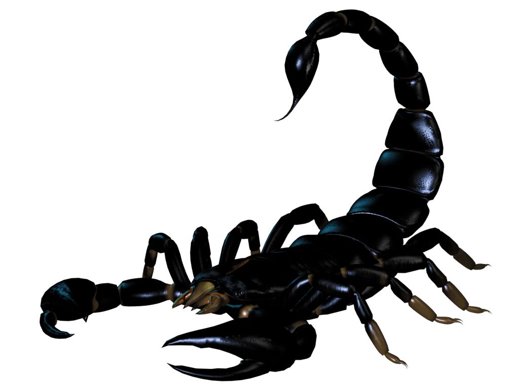 Scorpion PNG    图片编号:12136