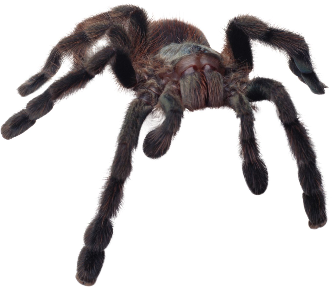 Spider PNG image    图片编号:4532