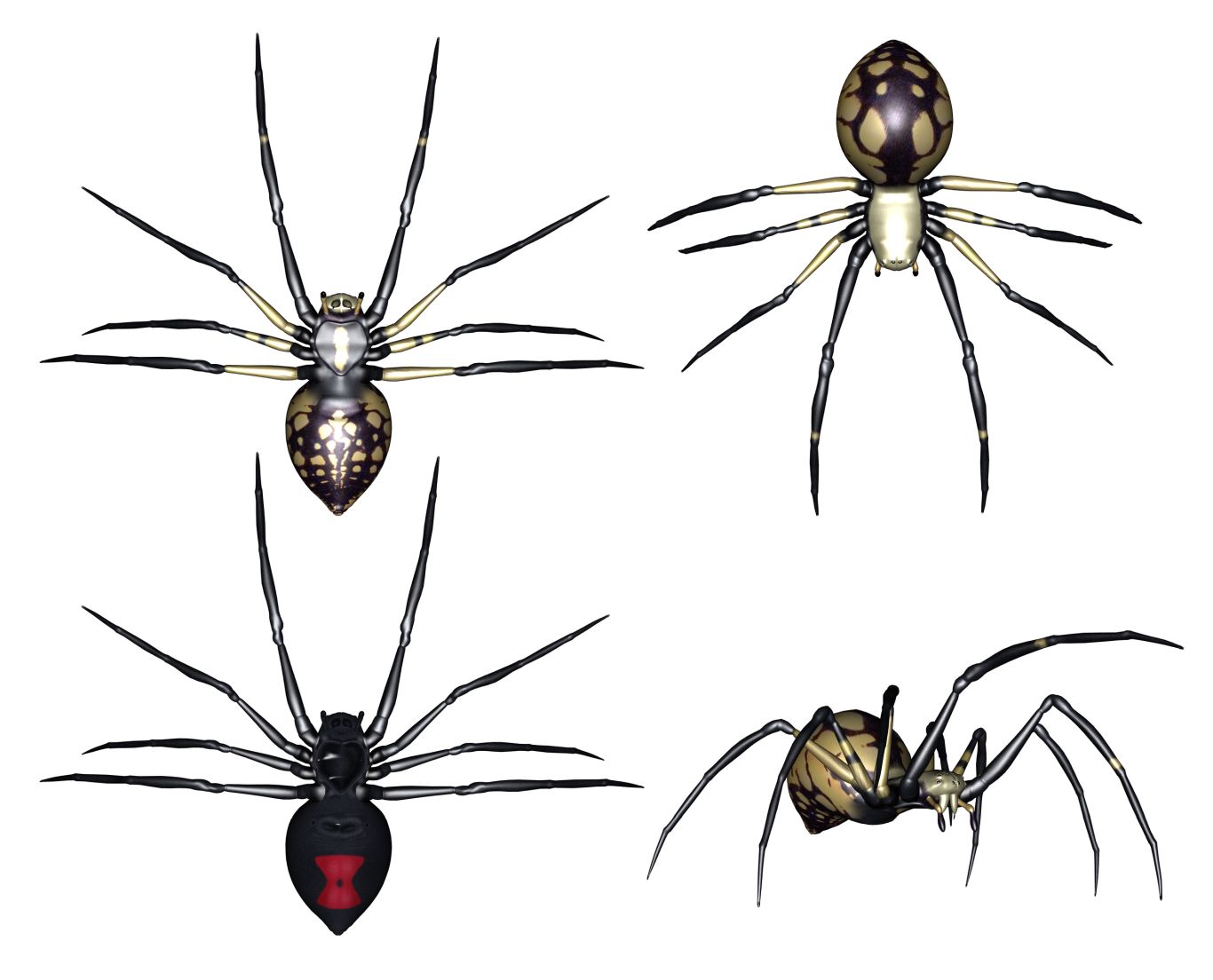 Spider PNG image    图片编号:4533