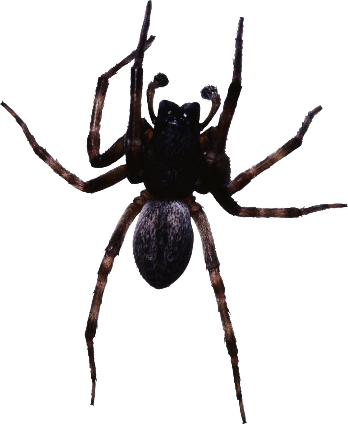 Spider PNG image    图片编号:4543