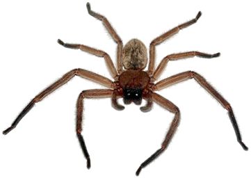 Spider PNG image    图片编号:4548