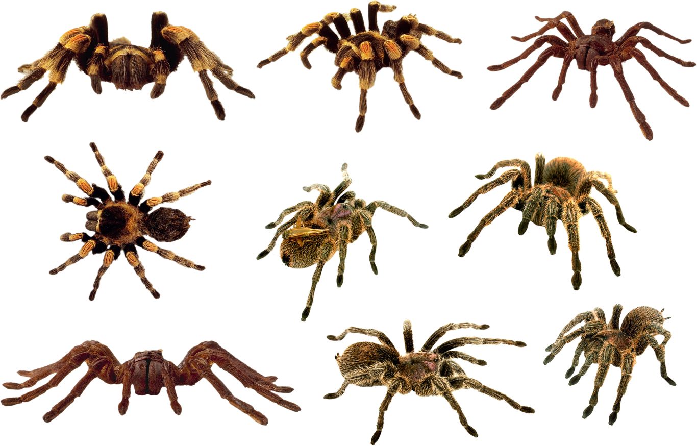 Spider PNG image    图片编号:4534