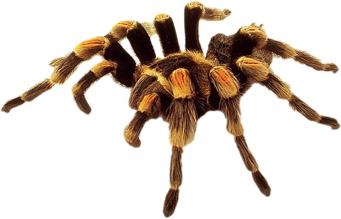 Spider PNG image    图片编号:4553