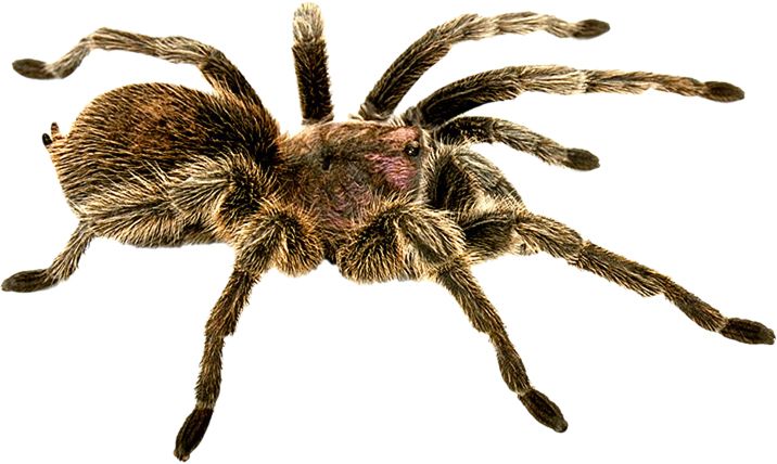 Spider PNG image    图片编号:4554