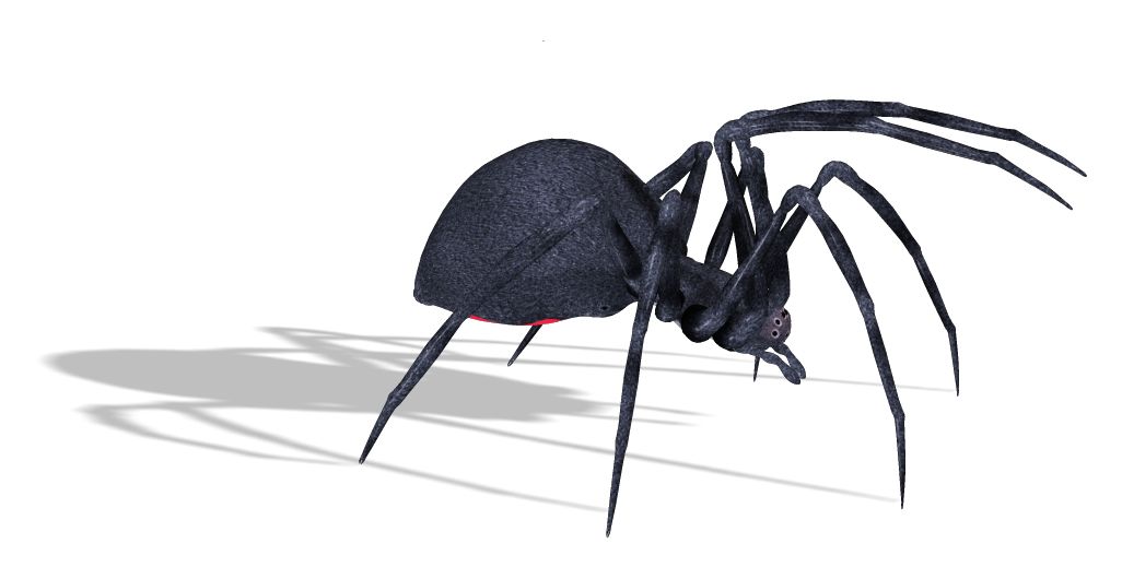 Spider PNG image    图片编号:4557