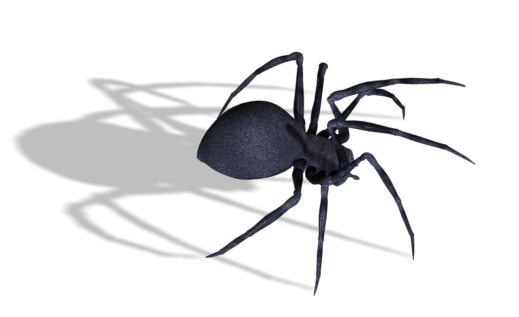 Black widow spider PNG image    图片编号:4558