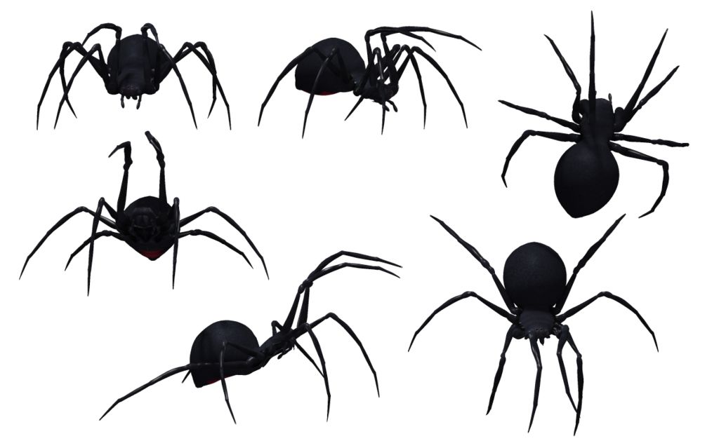 Black widow spider PNG image    图片编号:4562
