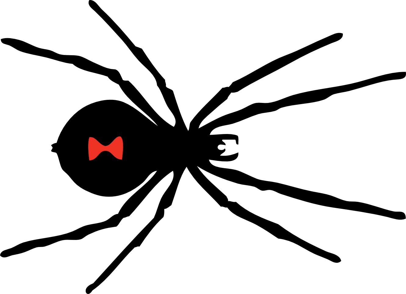 Spider PNG image    图片编号:4563