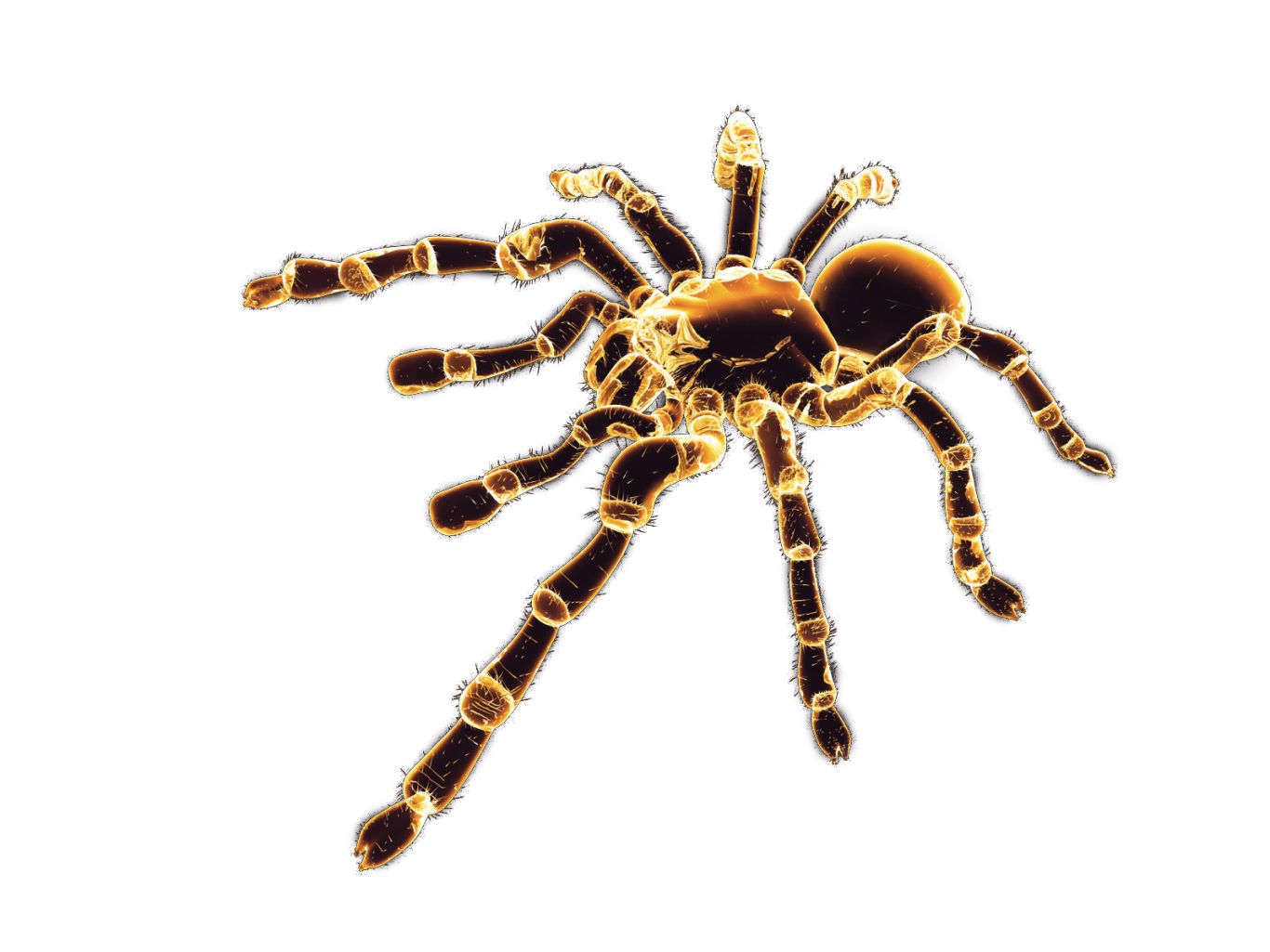 Spider PNG image    图片编号:4565