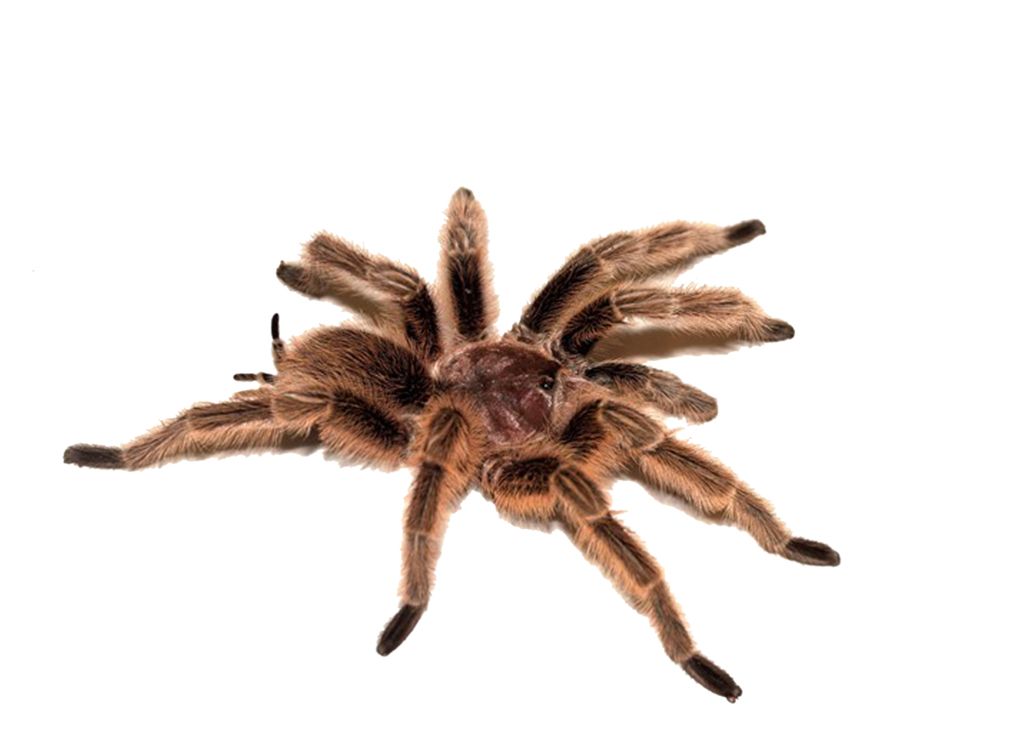 Spider PNG image    图片编号:4566