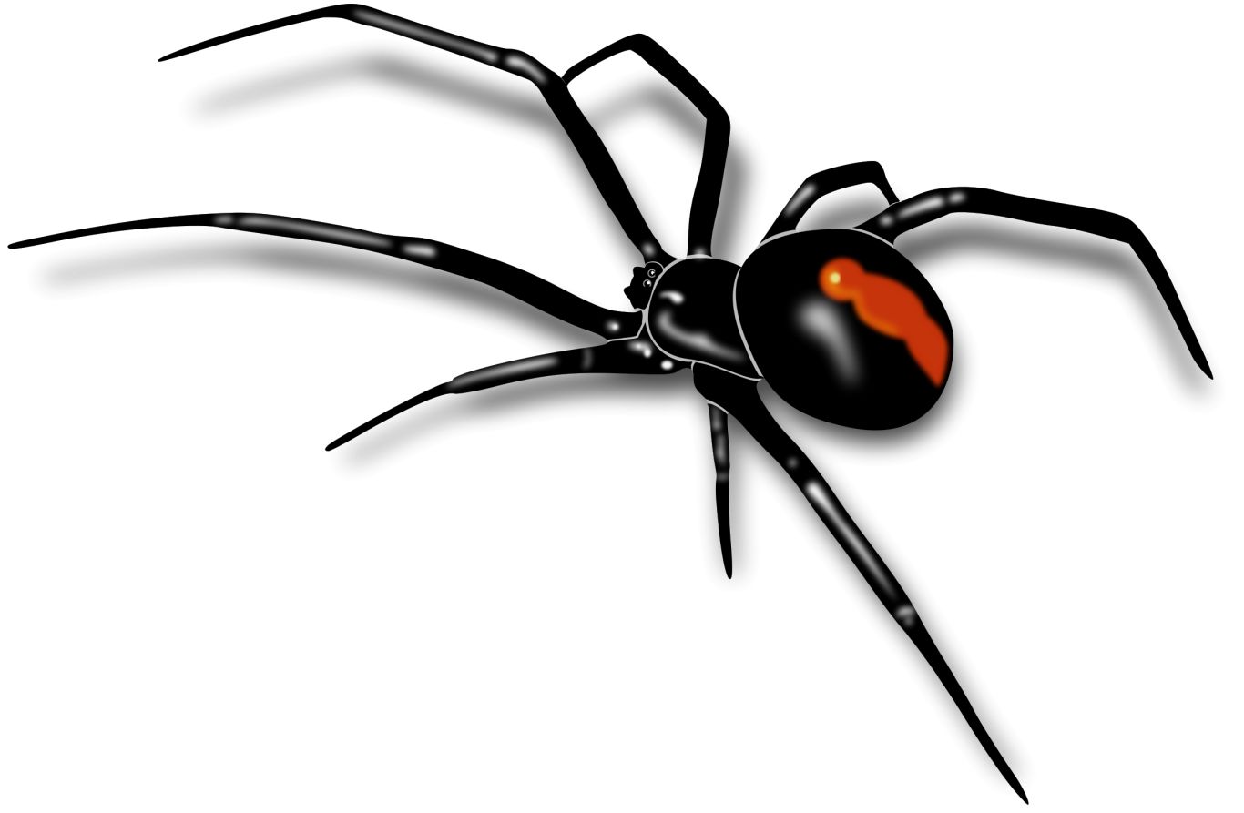 Spider PNG image    图片编号:4567