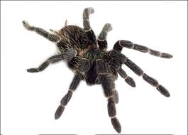 Spider PNG image    图片编号:4568