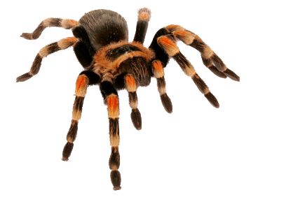 Spider PNG image    图片编号:4569