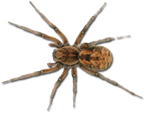 Spider PNG image    图片编号:4570