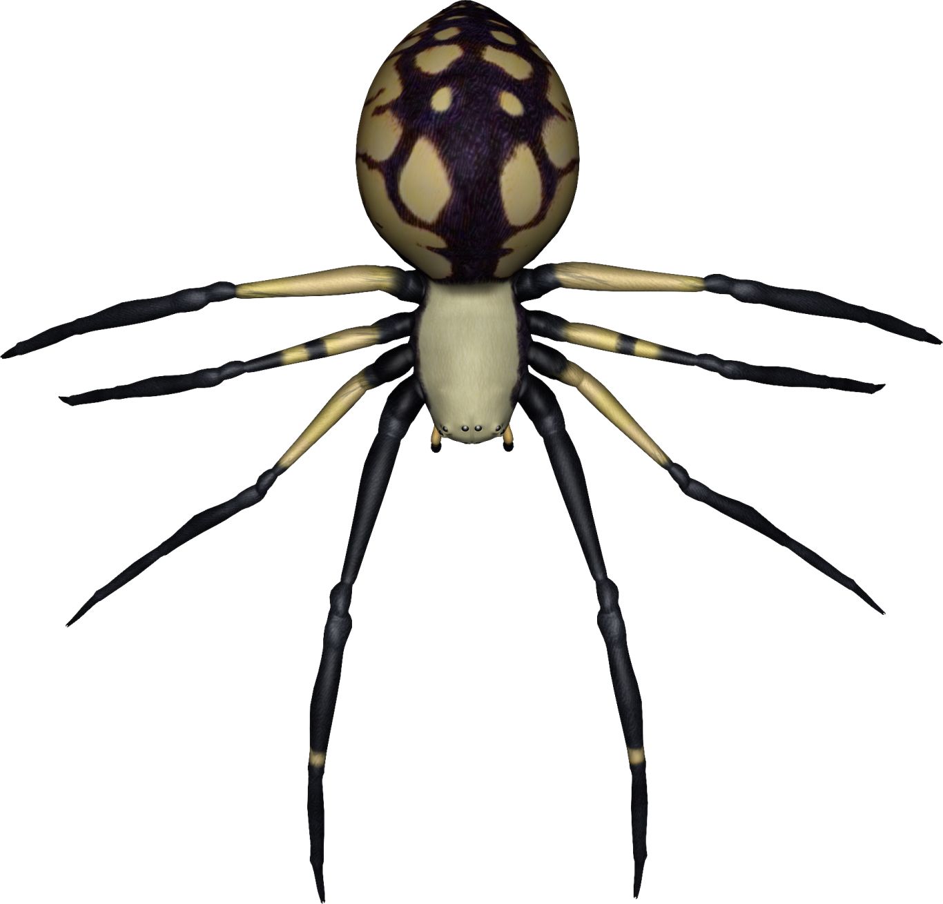 Spider PNG image    图片编号:4536