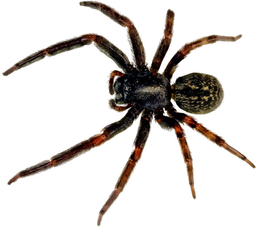 Spider PNG image    图片编号:4576