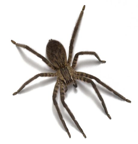 Spider PNG image    图片编号:4578