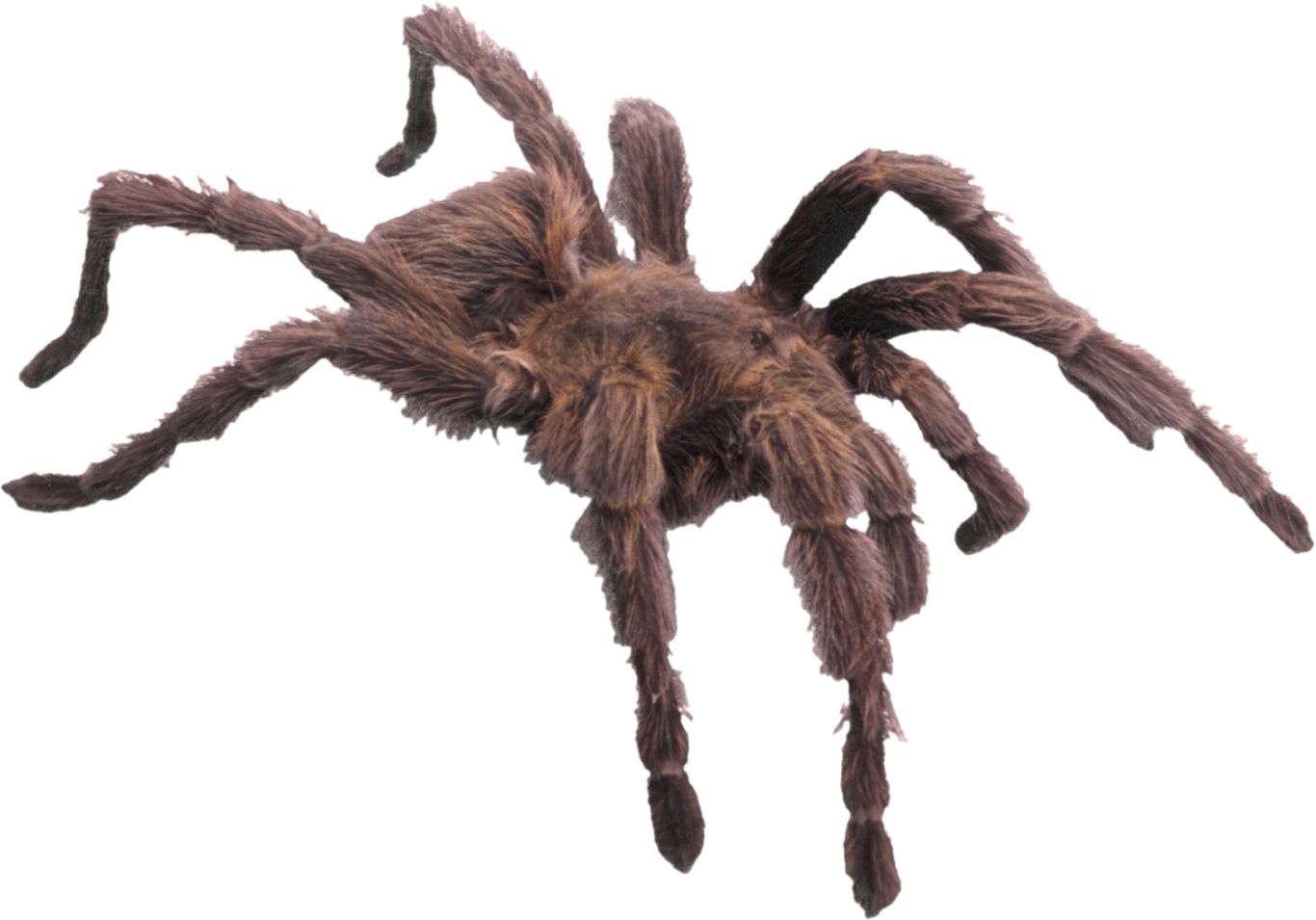 Spider PNG image    图片编号:4539