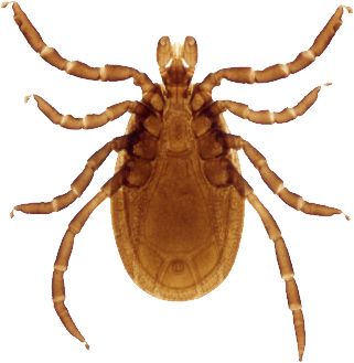 Tick insect PNG    图片编号:51894
