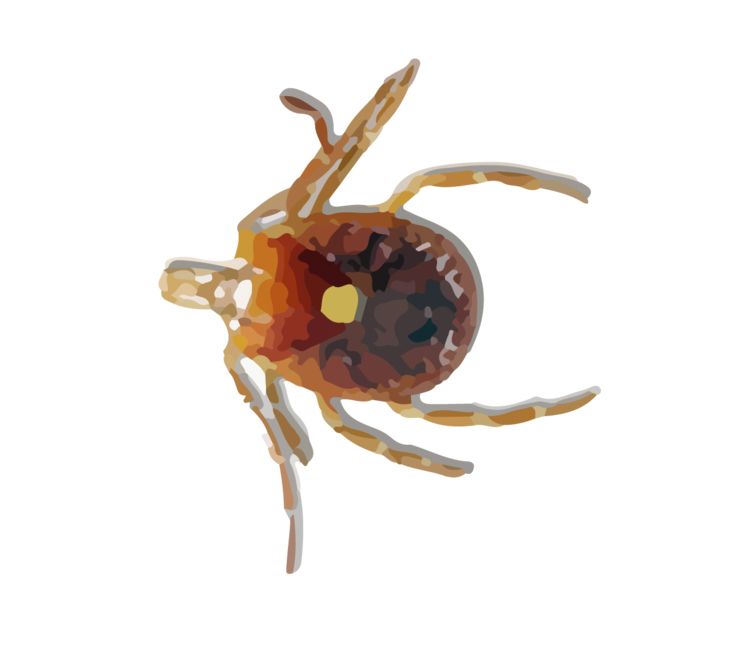 Tick insect PNG    图片编号:51903
