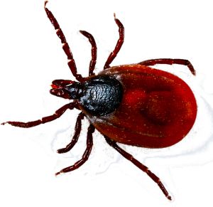 Tick insect PNG    图片编号:51905