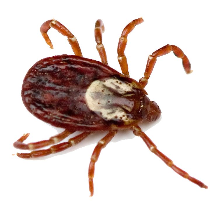 Tick insect PNG    图片编号:51906