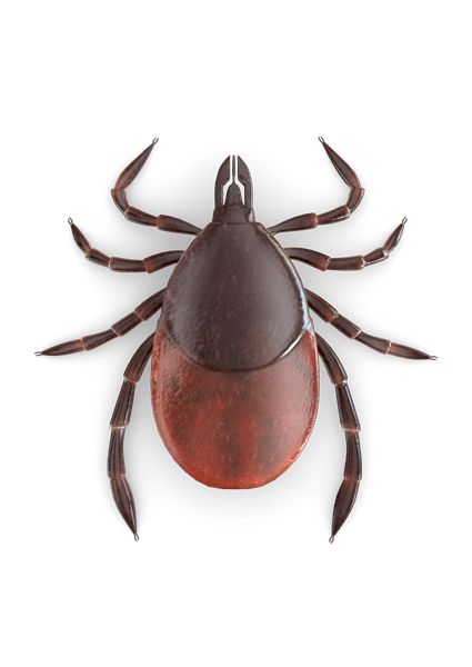 Tick insect PNG    图片编号:51907