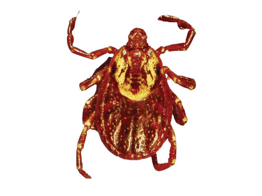 Tick insect PNG    图片编号:51908