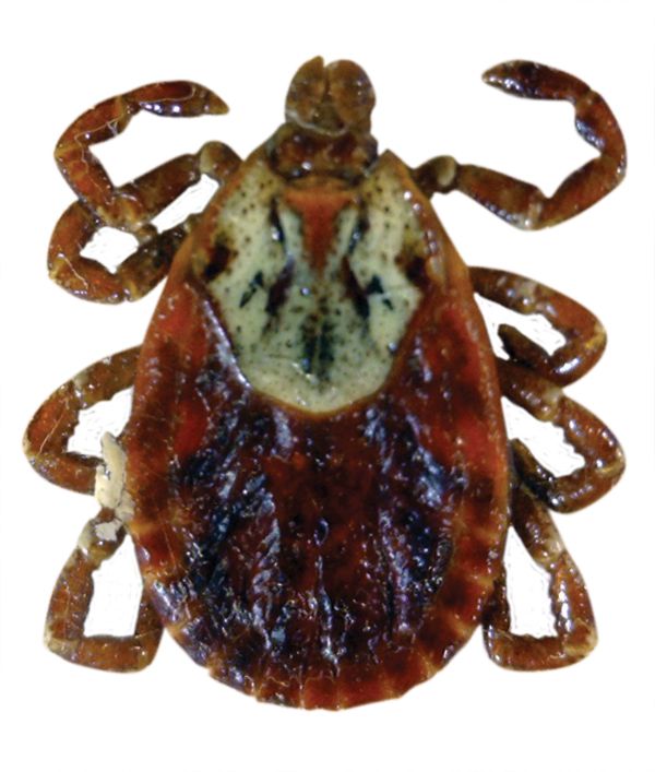 Tick insect PNG    图片编号:51909