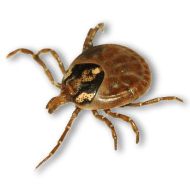Tick insect PNG    图片编号:51910