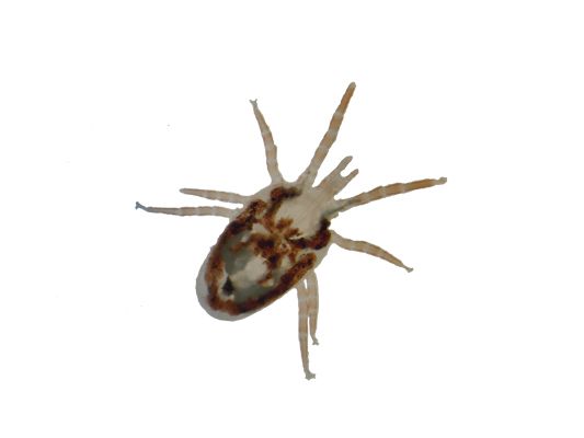 Tick insect PNG    图片编号:51911