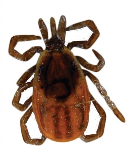 Tick insect PNG    图片编号:51912