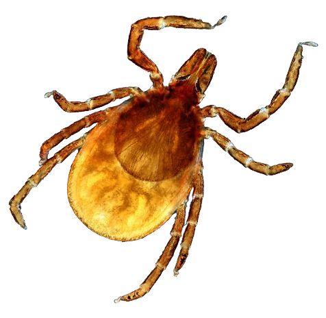 Tick insect PNG    图片编号:51895