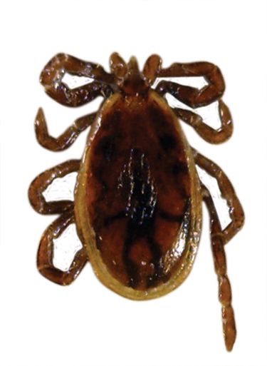 Tick insect PNG    图片编号:51913