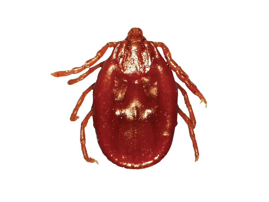 Tick insect PNG    图片编号:51914