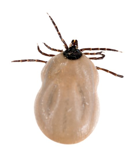 Tick insect PNG    图片编号:51915
