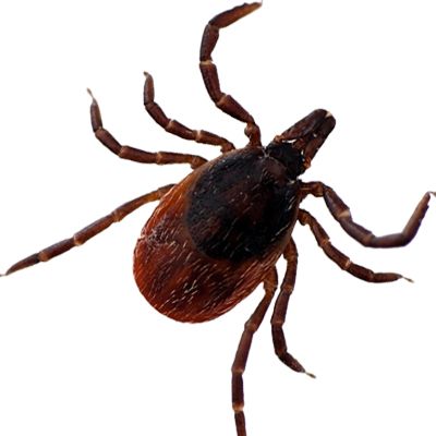 Tick insect PNG    图片编号:51917
