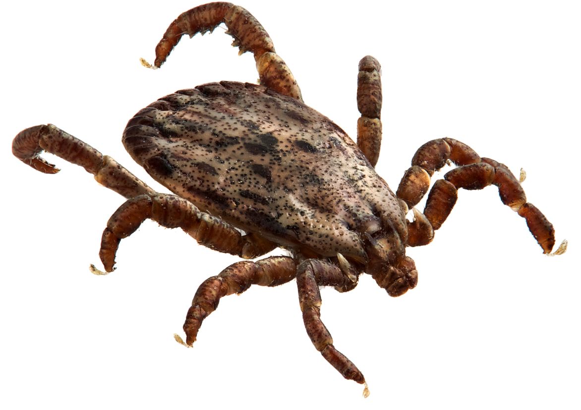 Tick insect PNG    图片编号:51918