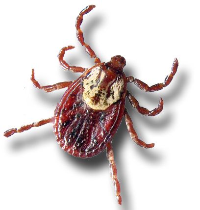 Tick insect PNG    图片编号:51919