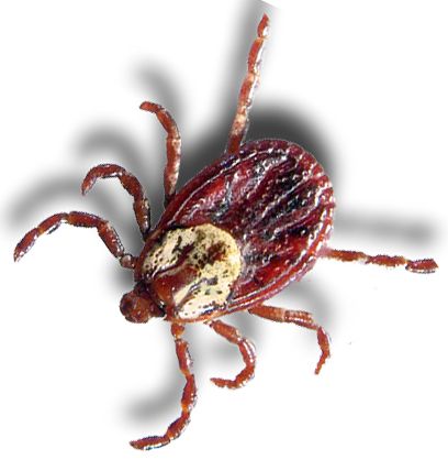 Tick insect PNG    图片编号:51920