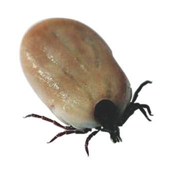 Tick insect PNG    图片编号:51922