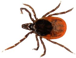 Tick insect PNG    图片编号:51923