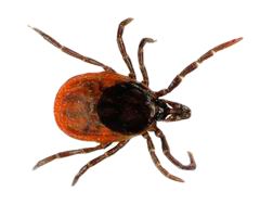 Tick insect PNG    图片编号:51927