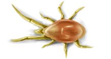 Tick insect PNG    图片编号:51930